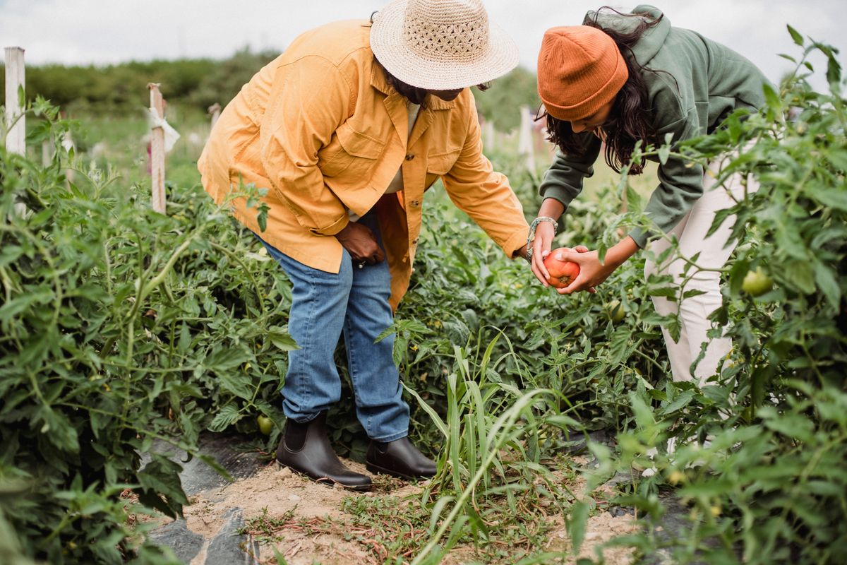 Farm workers harvesting in the field